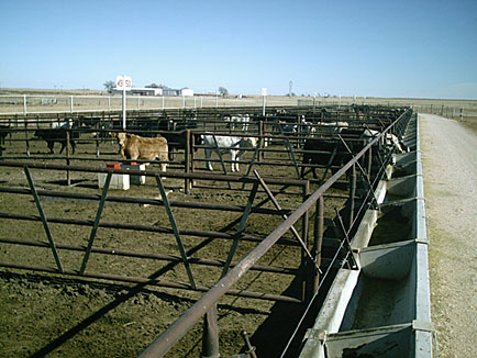 Calves in Multiple Pens